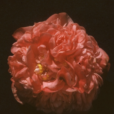 Joshua Durr